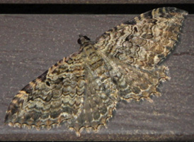 Barberry Geometer